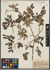 Foto von Salix scouleriana Barratt ex Hook.
